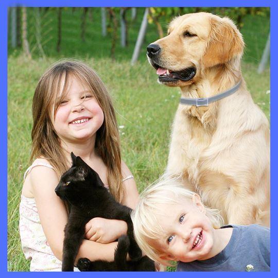 Flea and Tick Guard Collar For Dogs