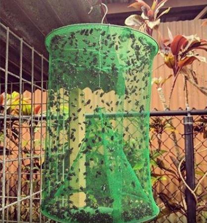 Reusable Fly Trap
